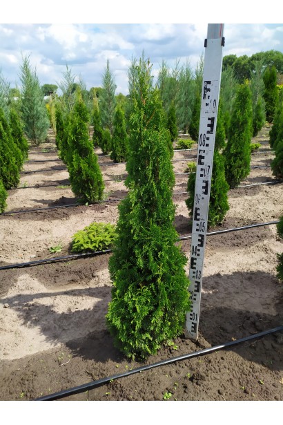 Вертикальная акцентная туя Дегрут Спайр