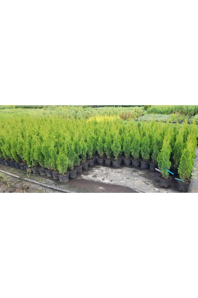 Туя западная Дегрут Спайр