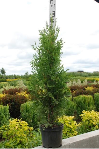 Туя западная Пирамидалис Компакта