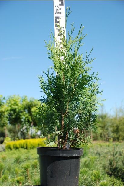 Туя западная Пирамидалис Компакта