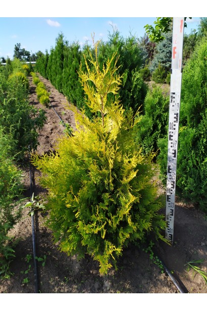 Туя західна Єллоу Ріббон в розсаднику