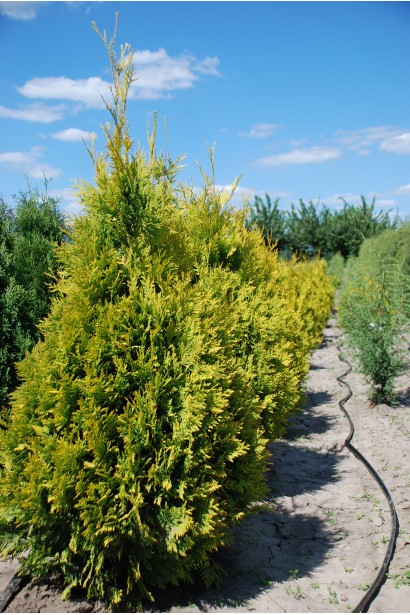 Туя західна Єллоу Ріббон