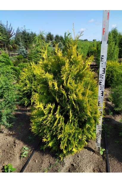 Thuja occidentalis Yellow Ribbon