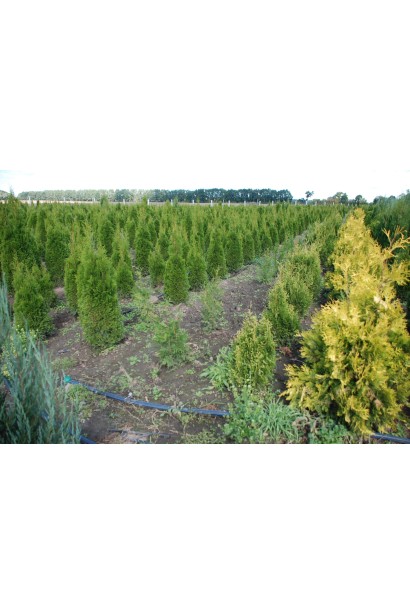 Thuja occidentalis Yellow Ribbon