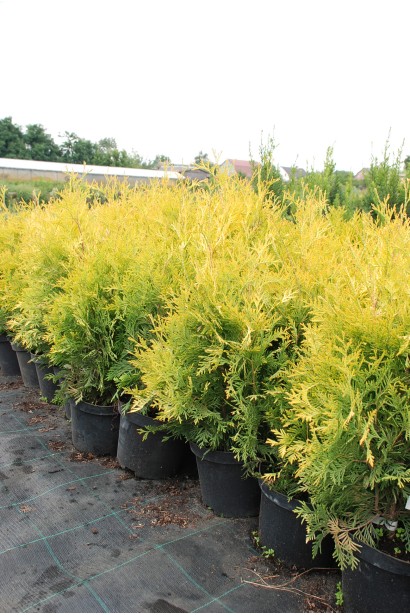 Туя Єллоу Ріббон з золотистою хвоєю.