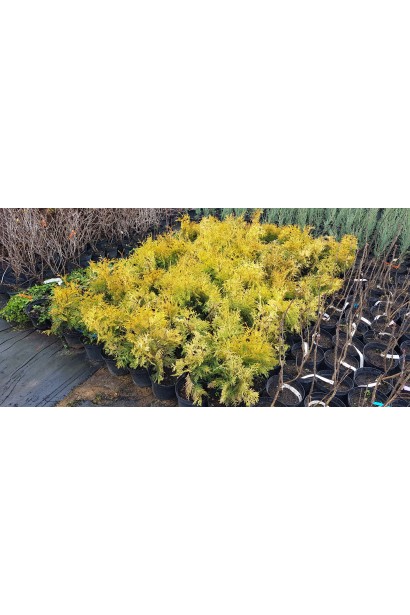 Туя західна Єллоу Ріббон