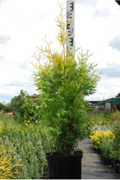 Туя західна Єллоу Ріббон - 5л/вис.80см/Ø30-40см