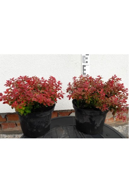 Барбарис Тунберга Адмірейшн саджанці