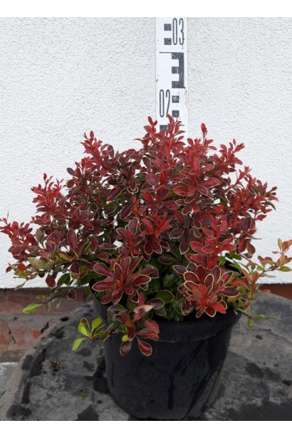 Berberis thunbergii Admiration