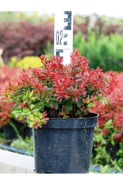 Барбарис Адмирейшн в горщику  3л/вис.20-25см/Ø25-35см