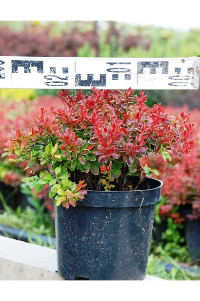 Барбарис Тунберга Адмірейшн діаметр 20-30 см