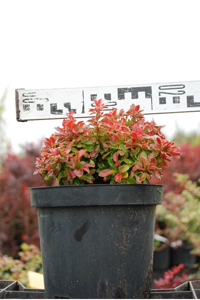 Барбарис Адмірейшн діаметр 15-20 см