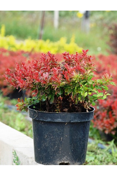 Барбарис Адмірейшн саджанець в  горщику