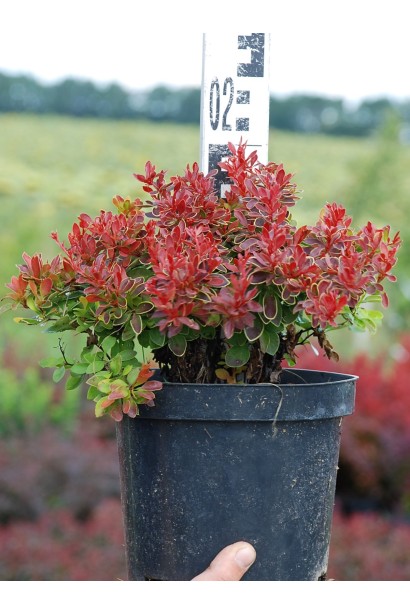 Барбарис Тунберга Адмірейшн в контейнері висота 15-20 см