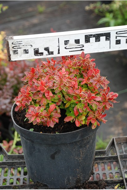 Барбарис Admiration контейнер 3л 