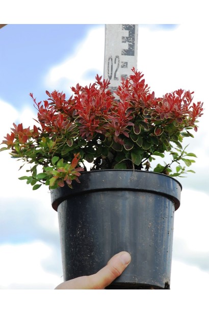 Барбарис Тунберга Адмірейшн