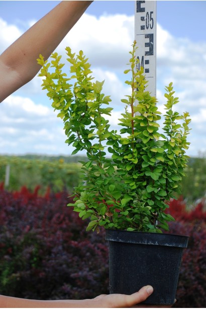 Барбарис thunbergii Maria