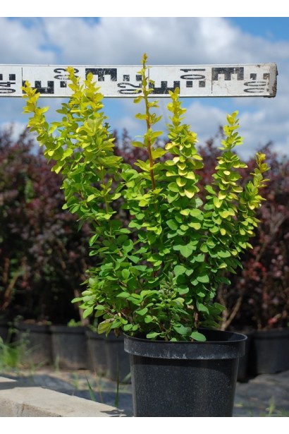 Барбарис Тунберга Марія діаметр 40 см