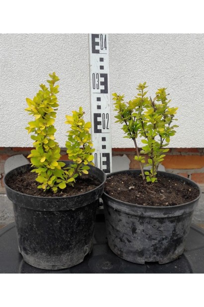 Барбарис Тунберга Марія саджанці висота 30-35 см