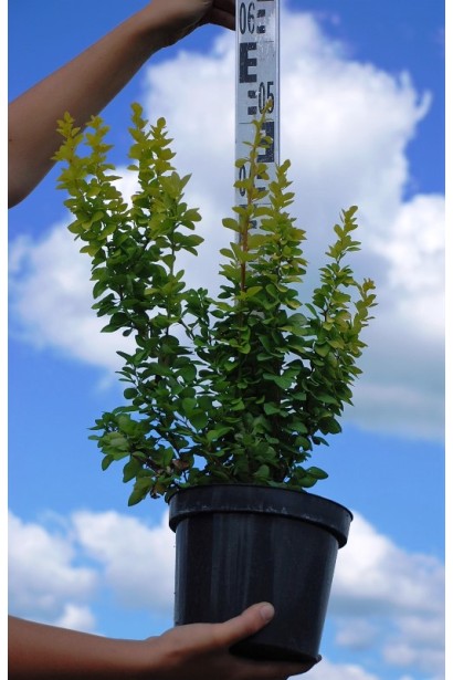 Барбарис  Марія висота 50 см