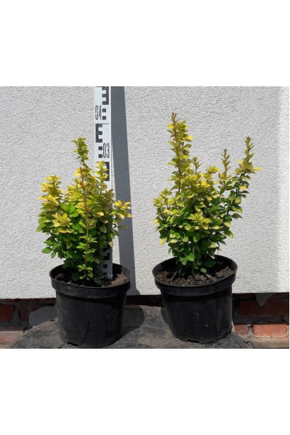 Барбарис тунберга Maria в садовому центрі