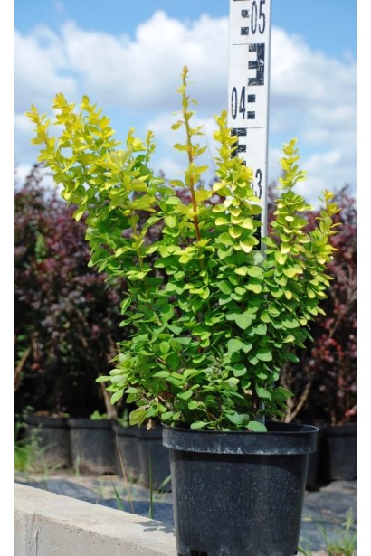 Барбарис тунберга Maria