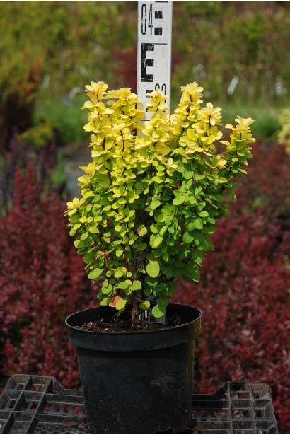 Berberis thunbergii Maria
