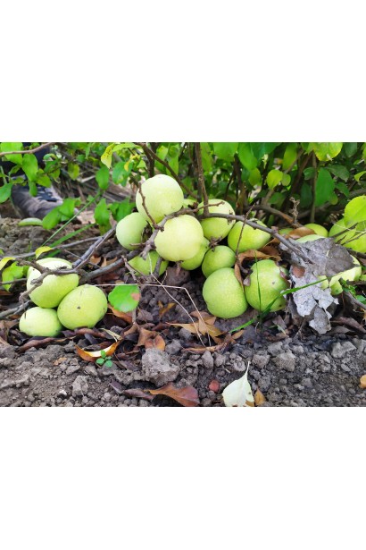 Айва японская Кримсон энд Голд плоды