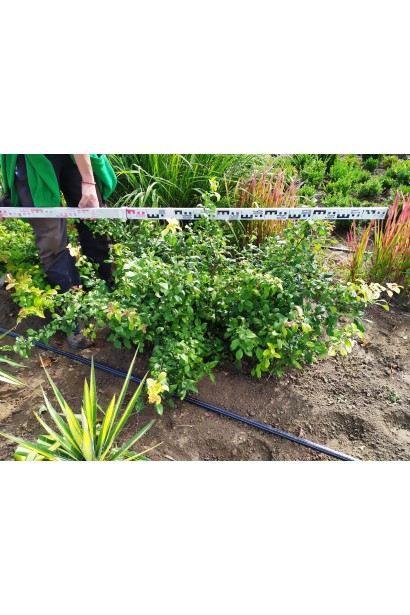 Айва Кримсон энд Голд в поле