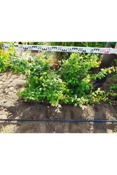 Айва Кримсон энд Голд куст