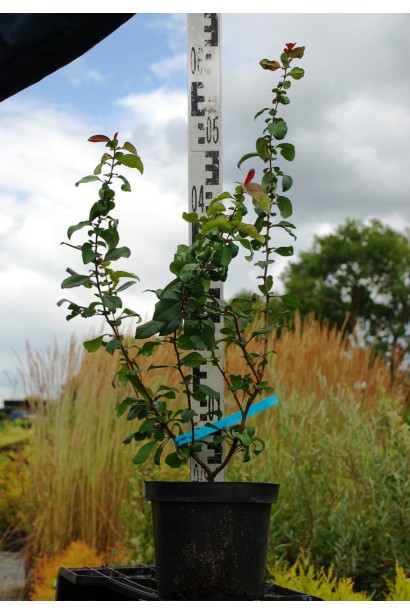 Кримсон энд Голд саженец высотой 50-60 см