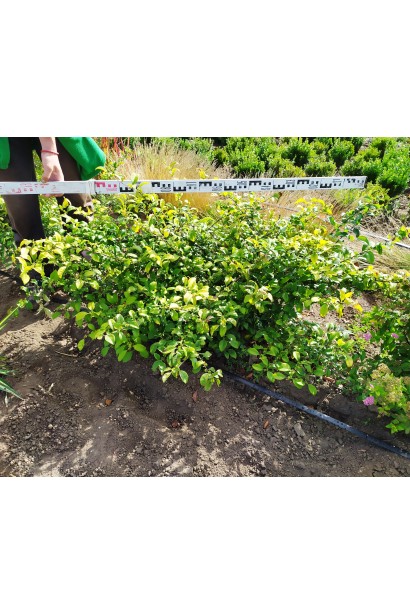 Айва Кримсон энд Голд в питомнике