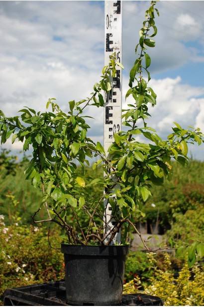 Айва Ніколін саджанець висота 50-60 см