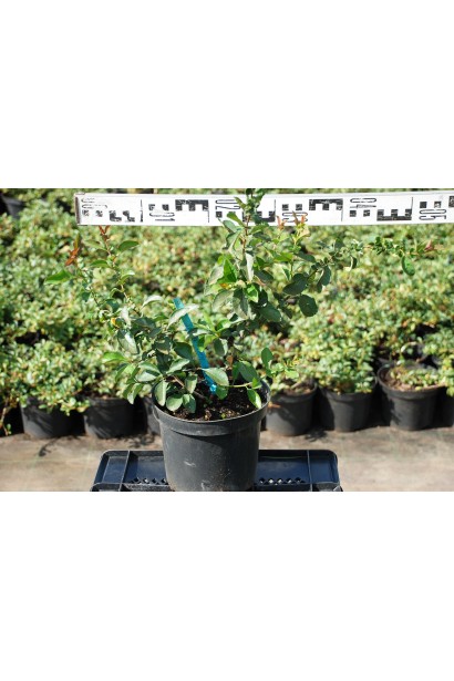 Айва середня Ніколін в контейнері