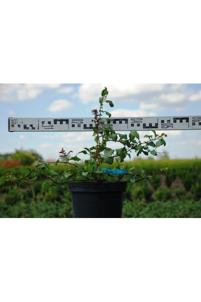 Айва рожева в горщику