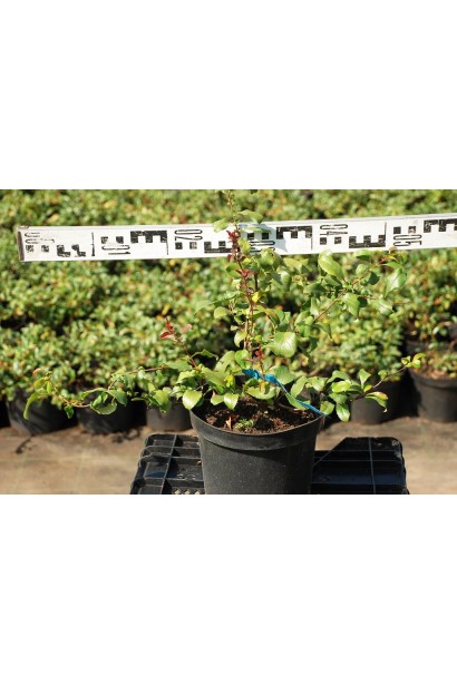 Айва Пінк Лейді в горщику