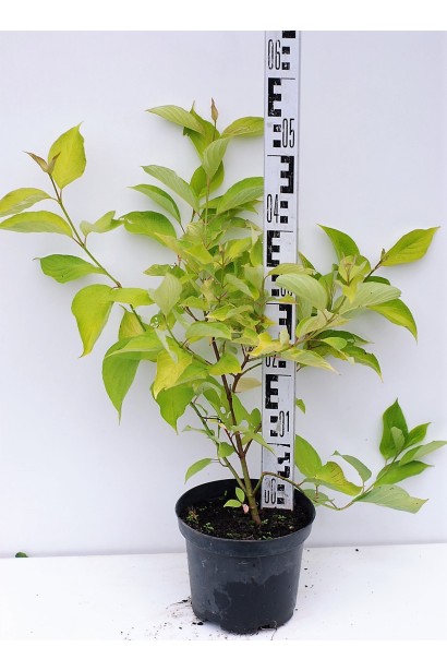 Дерен белый Ауреа контейнер 3л 40-50 см