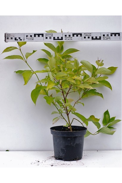 Дерен белый Ауреа в контейнере 3 л диаметр 40-50 см