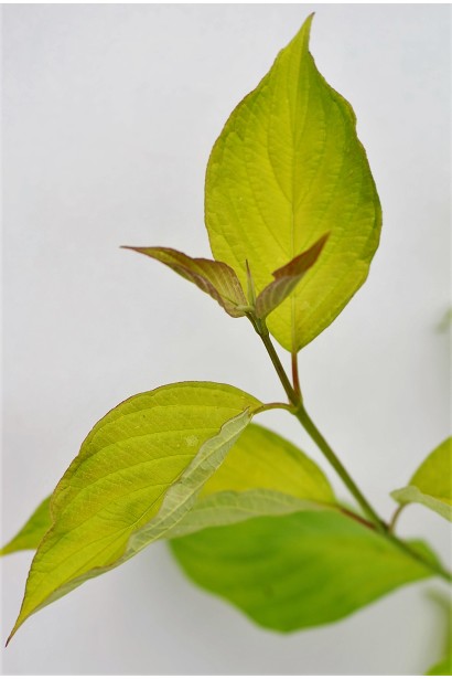 Дерен белый Ауреа лимонно-желтые листья