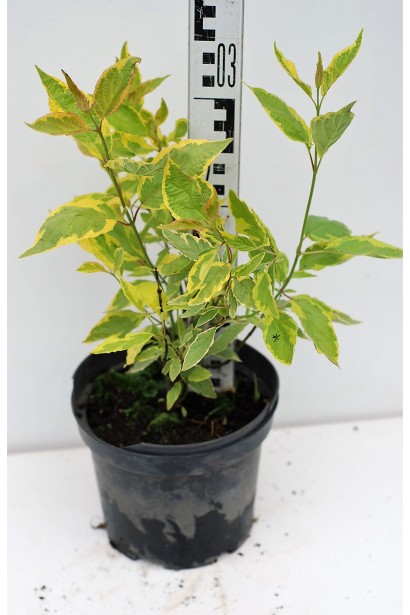 Дерен білий Гоучаулті горщик 3 л висота 25-35 см