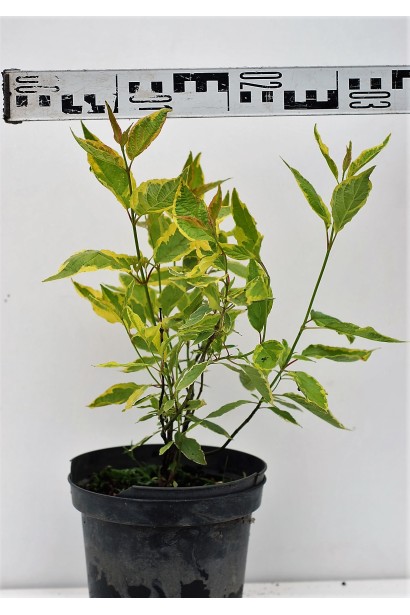 Дерен білий Гоучаулті контейнер 3 л діаметр 20-30 см