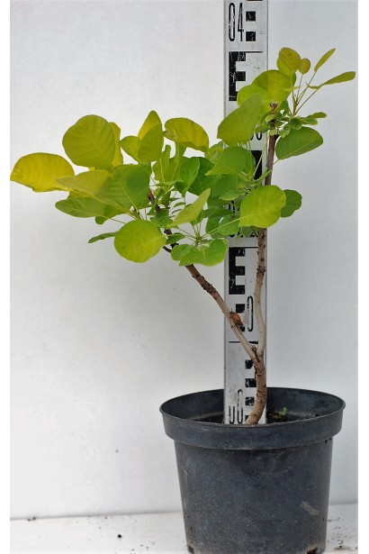 Саджанець Скумпії шкірястої Голден Спіріт / Анкот