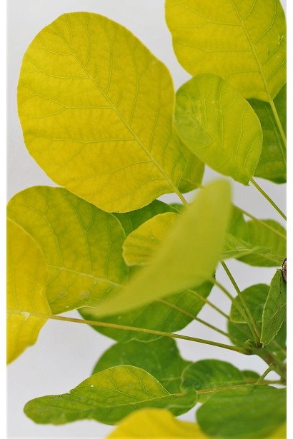 Жовті листя скумпії Голден Спіріт / Анкот