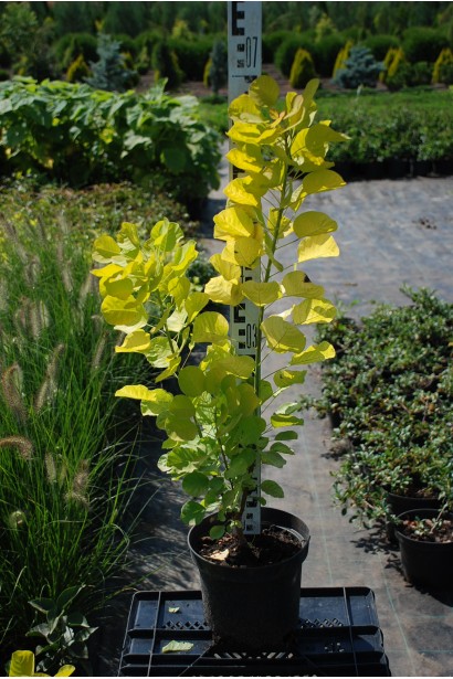 Саджанець Скумпії шкірястої Голден Спіріт / Анкот