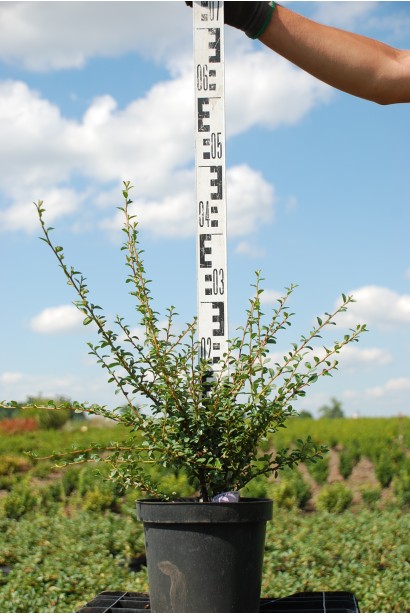 Кизильник Корал Б`юті С3 20-40 см