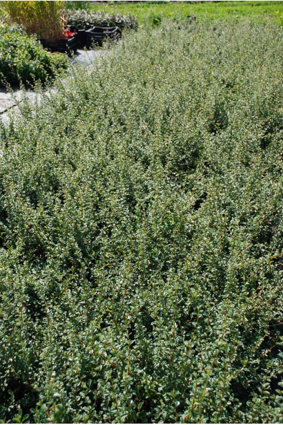 Кизильник Корал Б`юті в садовому центрі