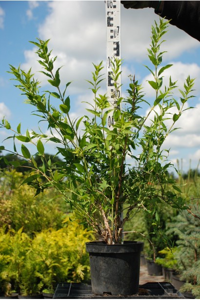 Дейція витончена в горщику 50-70 см
