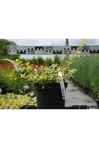 Бруслина Форчуна Блонді горщик С3, діаметр 25-35 см