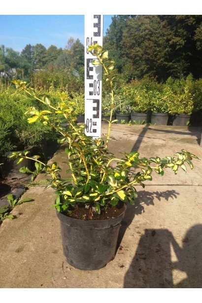 Бруслина Форчуна Блонді в горщику 3 л