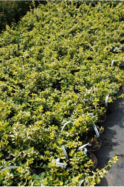 Саджанці бруслини Інтерболві в садовому центрі